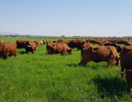 South Africa: Urgent action required to curb FMD outbreak