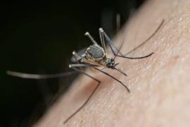 South Africa: Health Department calls for vigilance against malaria