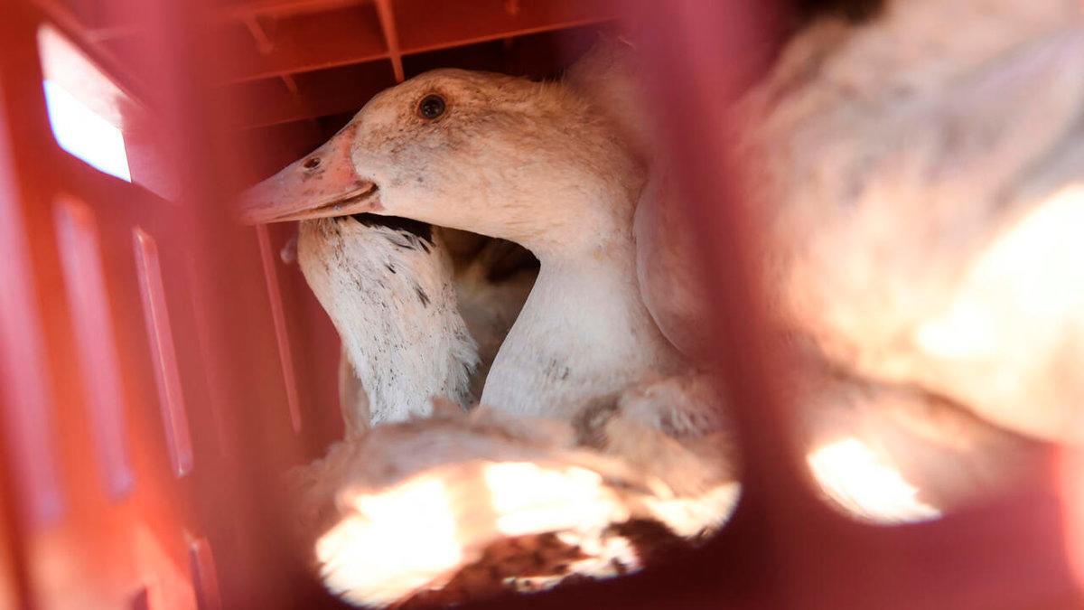 Bird flu outbreaks in mammals double globally, raising human risk: Report