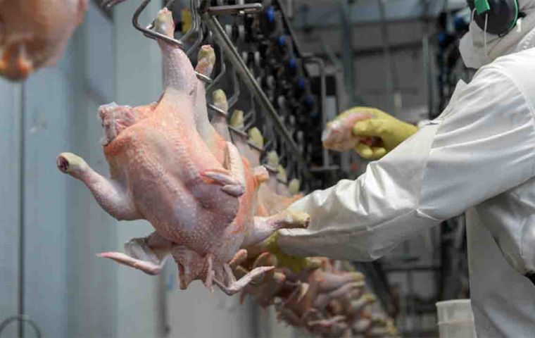 Bird flu: More countries stop buying chicken meat from Brazil