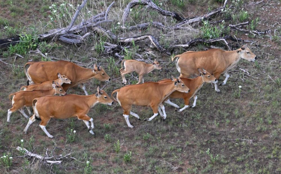 16 Rare Wild Cattle In Cambodia Guided Onto Truck By Helicopter