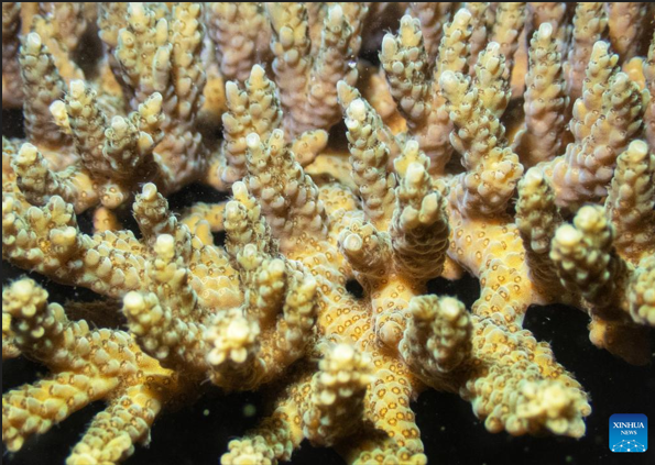 Conservationists Spot Coral Spawning For 2nd Time In Cambodian Waters