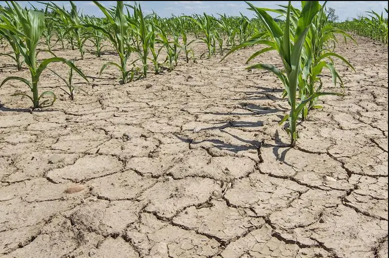 Kazakhstan Expects Drought Conditions This Month Across Most Regions