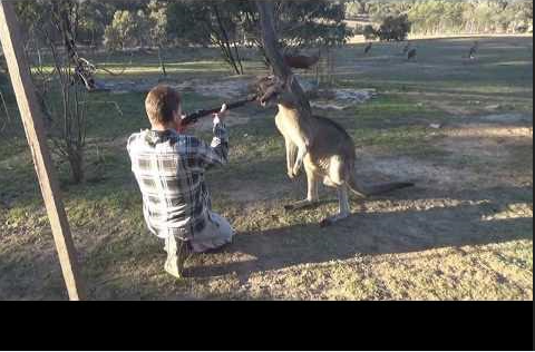 Man In Australia Charged Over Kangaroo Shootings