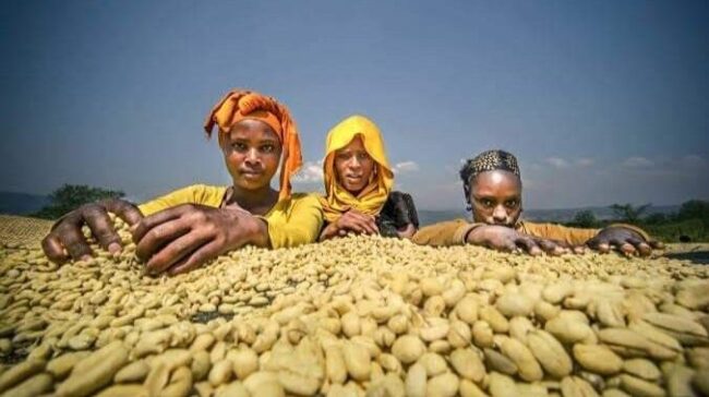 Ethiopia: Record volume and revenue for coffee exports