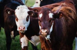 South Africa: Department gains momentum in tackling Foot and Mouth Disease