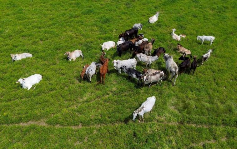 Brazil recognized once again as free of FMD without vaccination