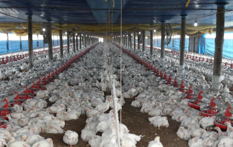 Bird flu: Three more countries halt chicken imports from all of Brazil
