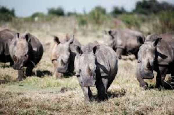 Dozens of white rhinos relocated from South Africa to Rwanda