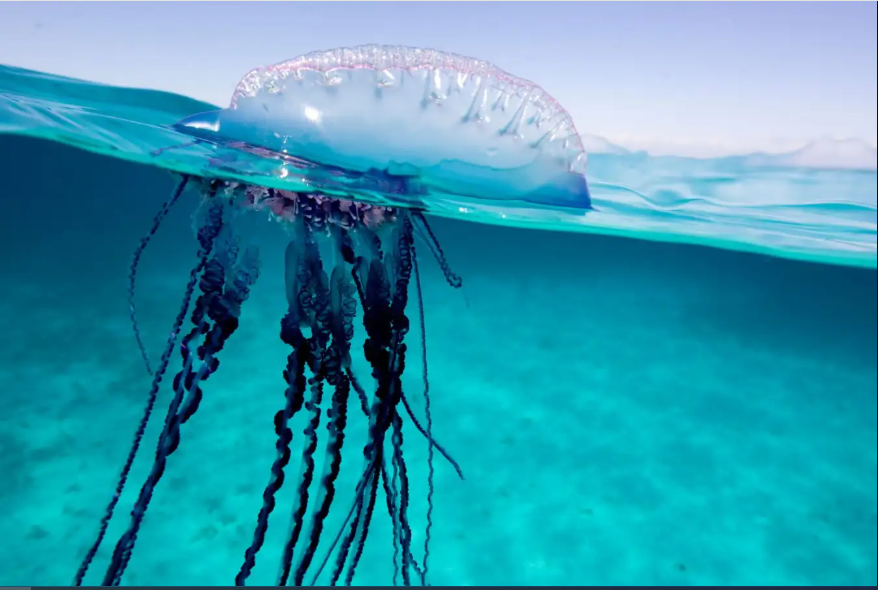 Study Reveals Four Genetically Distinct Species Of Bluebottle