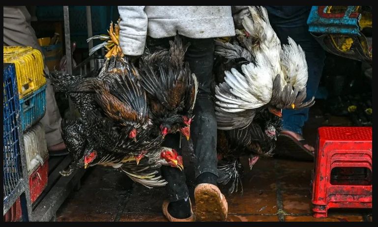 Cambodia Records 7th Human Case Of H5N1 Bird Flu This Year