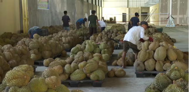 Indonesian Durian Eyes China’s Massive Market Potential