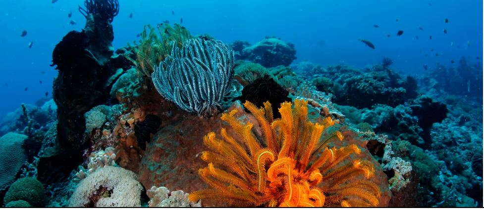 Coral Reefs Face Race Against Time As Climate Change Outpaces Their Survival: Study