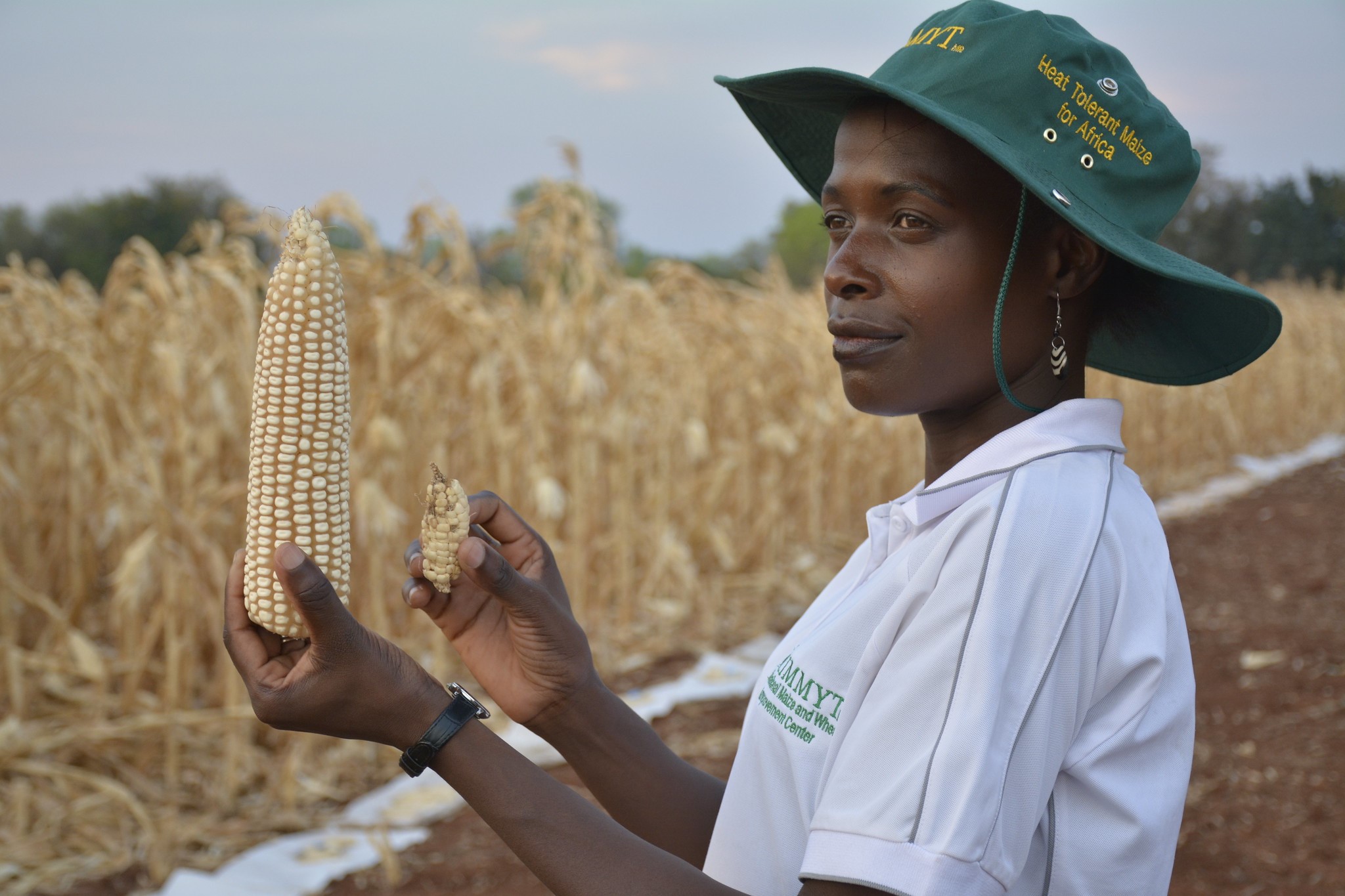 Zimbabwe projects massive rebound in maize output to ease food insecurity