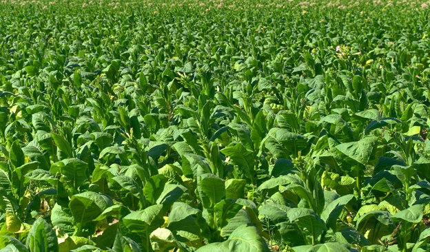 Zimbabwe sets new tobacco production record