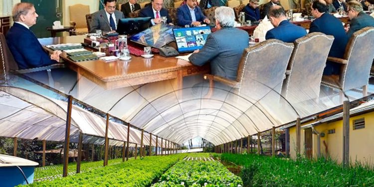 Pakistan Takes Measures To Modernise Agricultural Sector For Strong Economy: Minister
