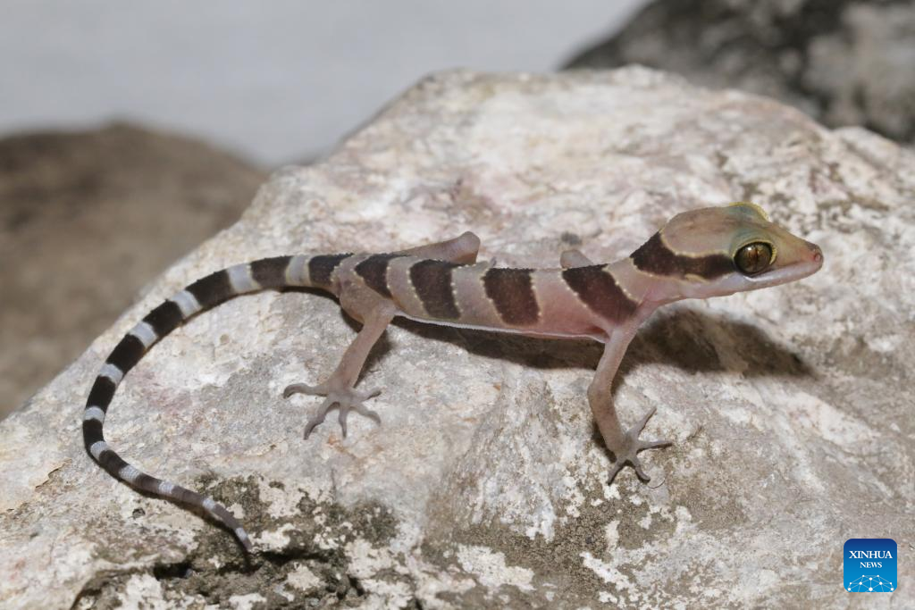 New Gecko Discoveries Hint At Hidden Depths Of Wildlife Haven In Cambodia
