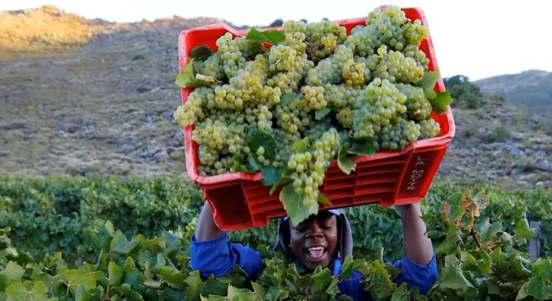 South Africa’s agricultural exports reach US$3.36 billion
