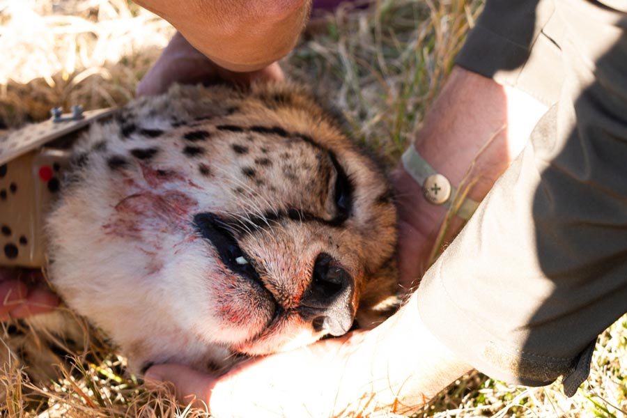 Eight-Year-Old Namibian Cheetah Died At India’s Kuno National Park