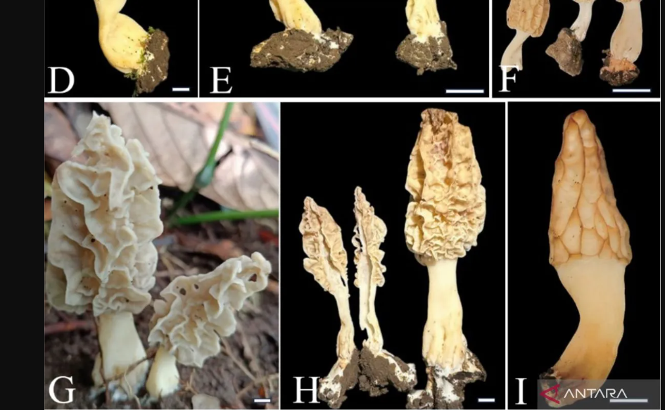 Indonesian Scientists Discover New Morel Mushroom Species On Mt. Rinjani