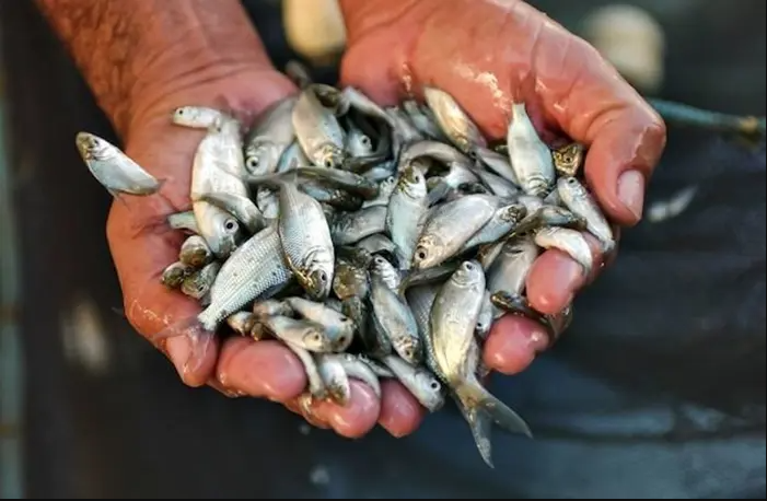Laos To Release Over 65 Million Fingerlings This Year To Support Biodiversity