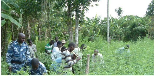 Uganda: Govt licenses farm to grow marijuana for medical use