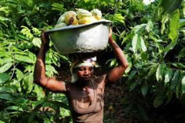Climate crisis causing food price spikes around the world, scientists say