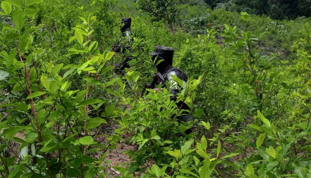 Honduras: Large coca plantation and clandestine drug lab destroyed in northern Colon region – police