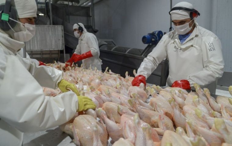 Brazil maneuvering to resume chicken exports to Europe after declared free of HPAI disease