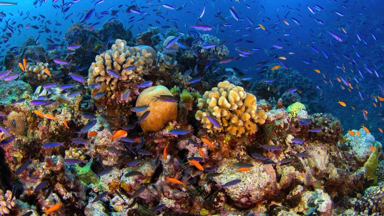 Australia’s Great Barrier Reef Faces Sharp Coral Decline Amid Rising Climate Stress: Report