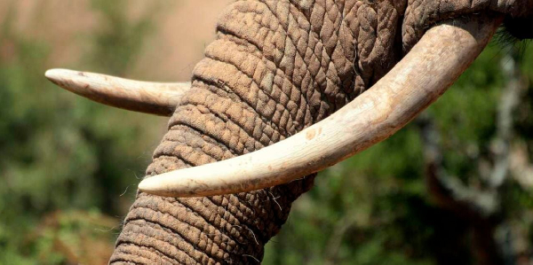 Kenya charges two Burundians with illegal possession of elephant tusks