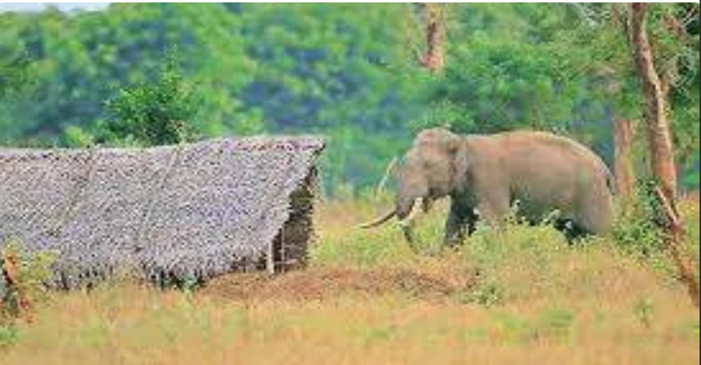 Sri Lanka Deploys Civil Defence To Protect Padi Warehouses From Elephant Threats