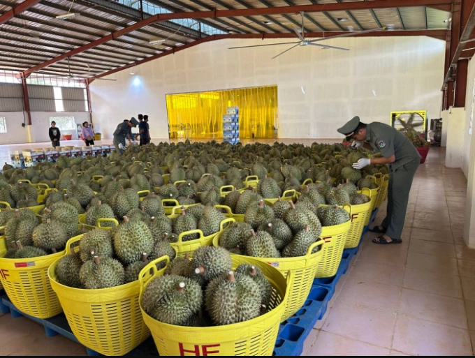 Cambodia Starts First Air Shipment Of Fresh Durians To China