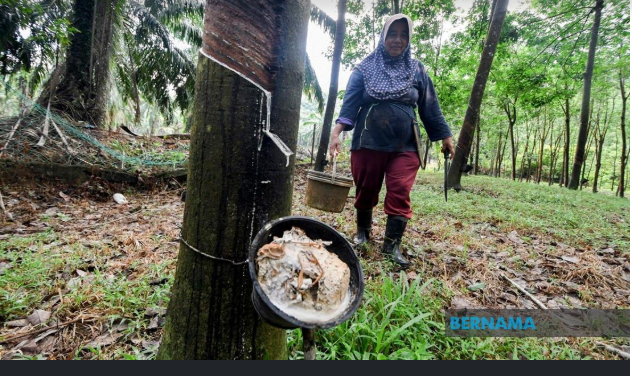 Malaysia’s Natural Rubber Production Down 11.5 Percent In Q2