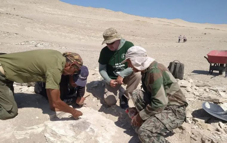 Peru: Scientists extracting skeleton of 20-million-year-old bird