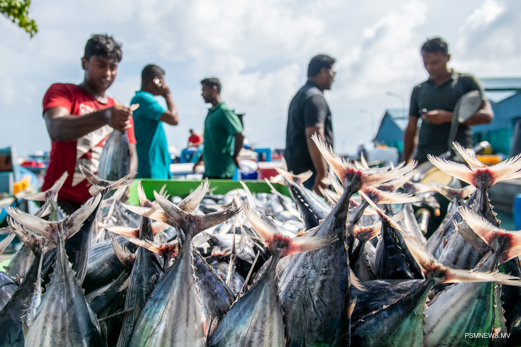 Maldives Registers 43 Percent Increase In Fish Exports In H1