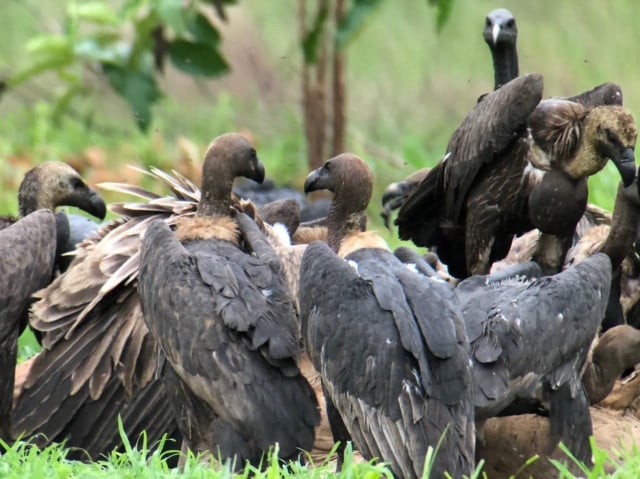Cambodia Records 143 Rare Vultures In 2024, Highest-Ever In Last Five Years: Census