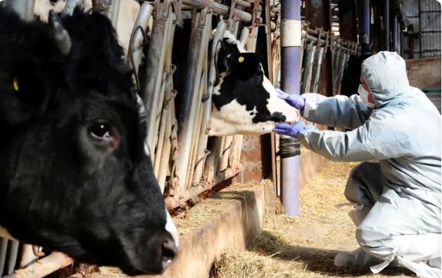 South African Minister Expresses Concern Over Spreading Foot-And-Mouth Disease