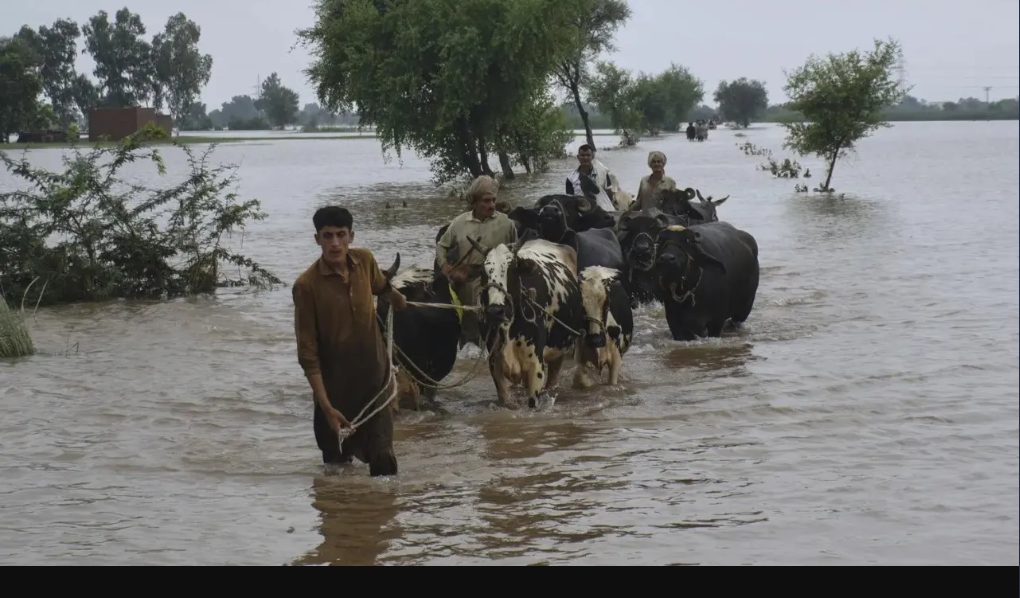 97 Killed, Over 4.4 Million Affected By Floods In Punjab