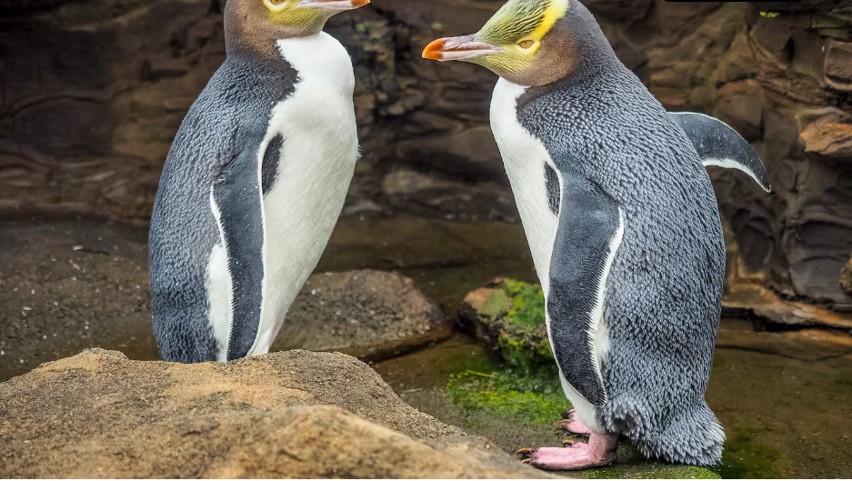 New Zealand Imposes Emergency Fishing Ban To Protect Endangered Yellow-Eyed Penguins