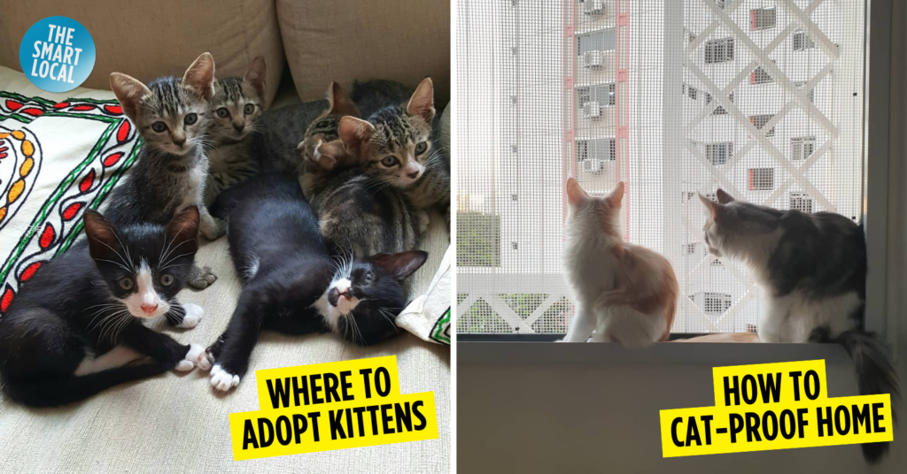 Singapore Licenses 41,000 Pet Cats In 1st Year Of Cat Framework