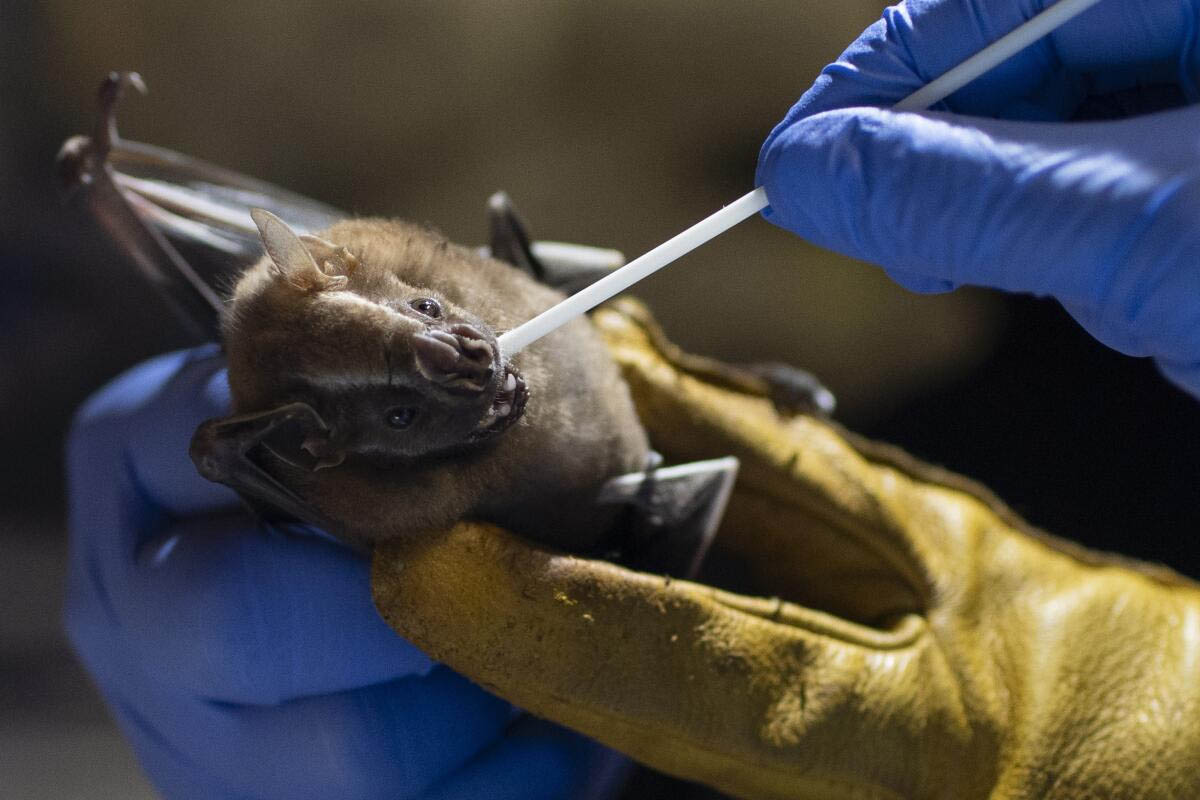 Australian Scientists Discover New Bat-Borne Virus