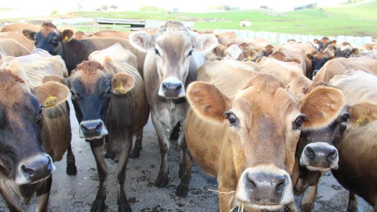 Australia’s Milk Production To Decline Amid Global Supply Surge: Report
