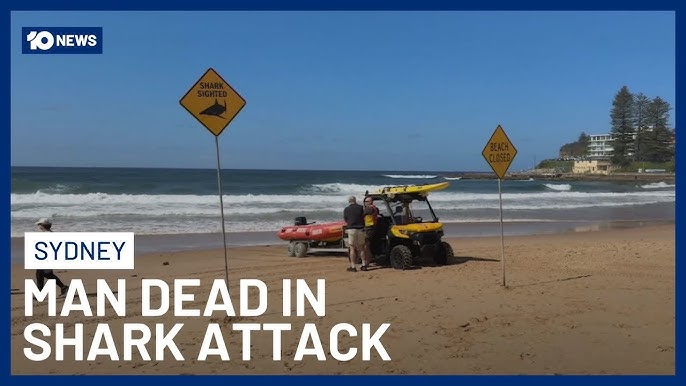 Man Killed In Shark Attack At Northern Sydney Beach