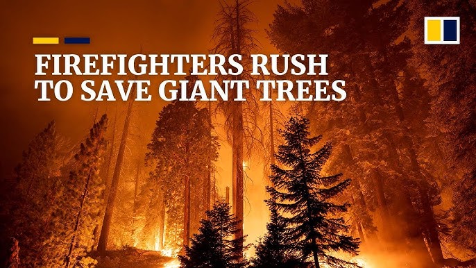 Garnet Fire Expands In California, Threatening Ancient Trees