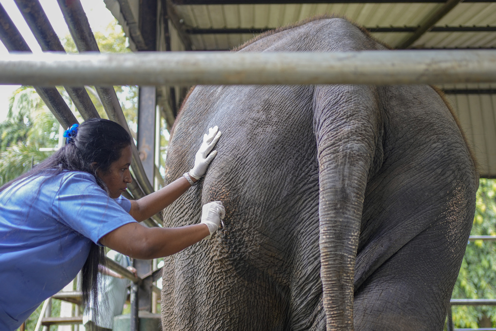 Sri Lanka Appoints Veterinary Committee To Examine Two Elephants