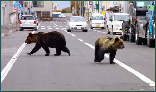 Record Seven Killed By Bear Attacks In Japan So Far This Year
