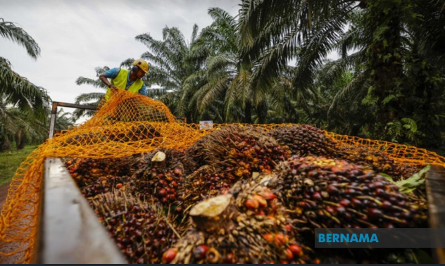 MPOC Sees Palm Oil Prices Holding Steady Above 1,041 USD Per Tonne In 2026