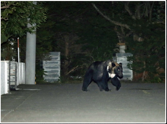 70 Percent Of Japan’s Bear Attacks Occur In Human-Inhabited Areas: Study