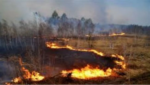 Steppe Fire Destroys 800 Hectares Of Land In Eastern Mongolia